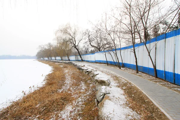 枯黄的树在雪中 — 图库照片