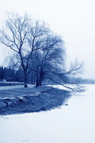 ต้นไม้แห้งแล้งและสีเหลืองในหิมะ — ภาพถ่ายสต็อก