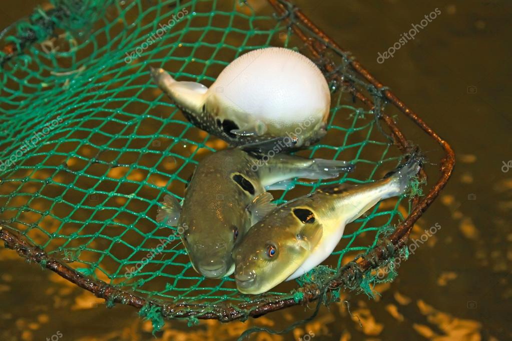 Stomach bouffant puffer fish in a aquacultural grounds, in China