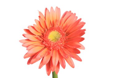 gerbera çiçekleri