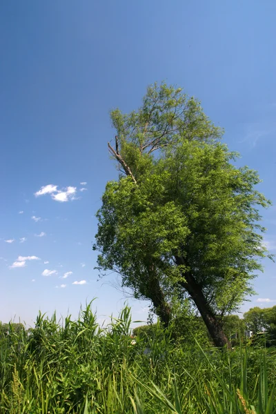 Paysages fluviaux sous le ciel bleu — Photo