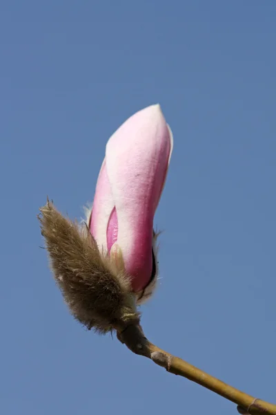 中国の早いばねに開花モクレンの花 — ストック写真