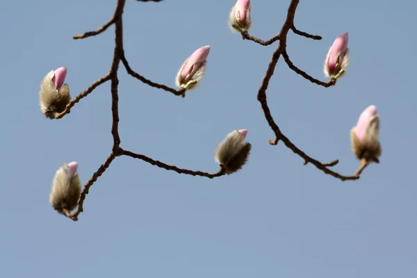 Kwiaty magnolii kwitnie wczesną wiosną w Chinach — Zdjęcie stockowe