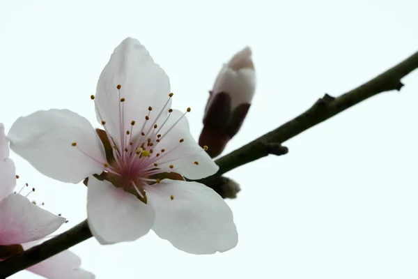 Şeftali çiçekleri — Stok fotoğraf