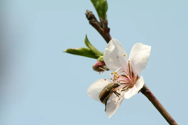 Flores de melocotón — Foto de Stock