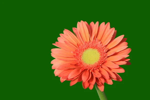 Gerbera flori — Fotografie, imagine de stoc