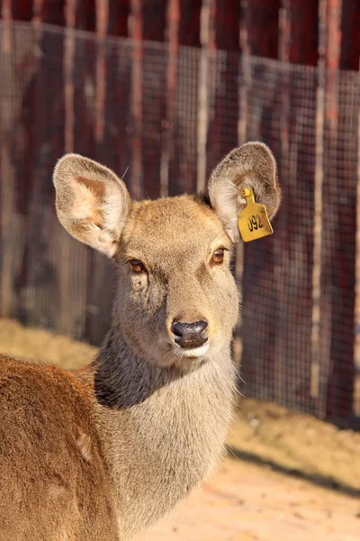 Deer — Stock Photo, Image