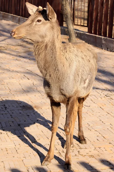 Deer — Stock Photo, Image