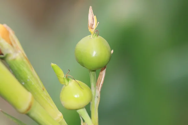 Пекулярное растение — стоковое фото