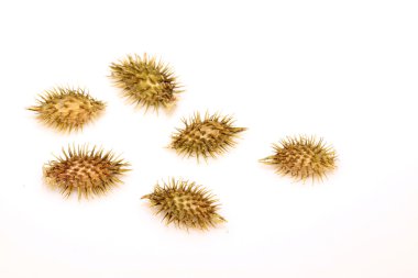 Kuru xanthium