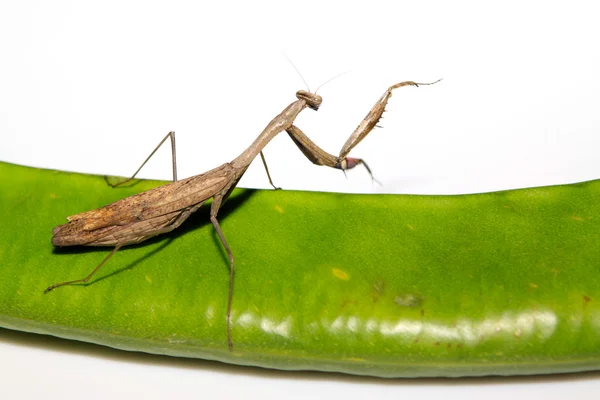 En mantis, tassarna har färgade ränder — Stockfoto