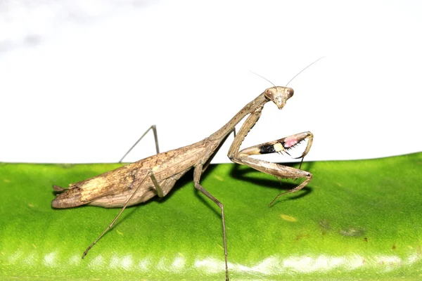 En mantis, tassarna har färgade ränder — Stockfoto
