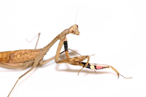 Una mantis, sus patas tienen rayas de color —  Fotos de Stock