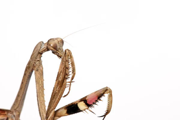 Um mantis, suas patas têm listras coloridas — Fotografia de Stock