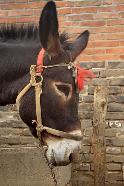 Close up of donkey — Stock Photo, Image