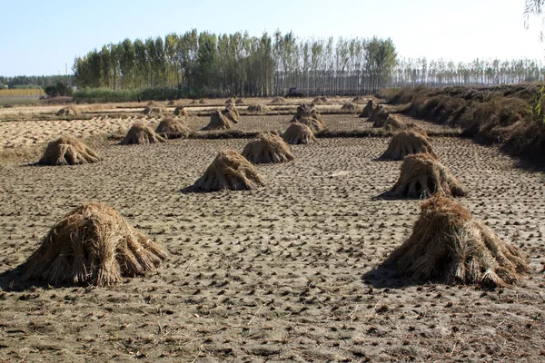 米分野で haystack — ストック写真