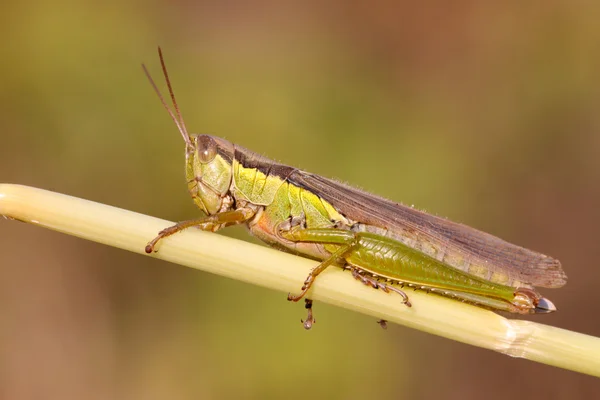 Locust — Stock Photo, Image