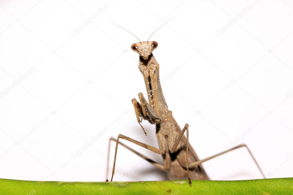 a mantis, its paws have colored stripes 