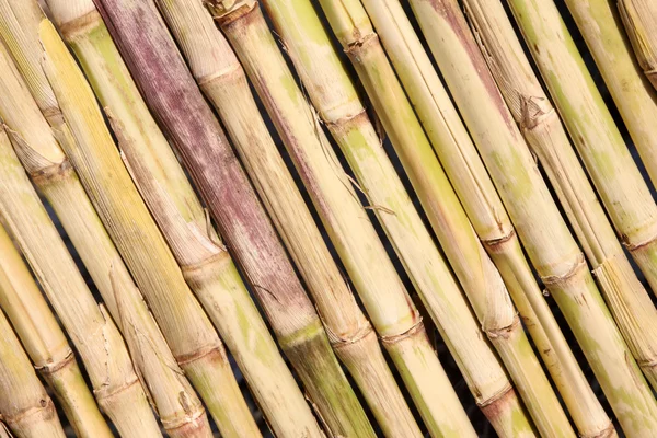 Maize straw — Stock Photo, Image