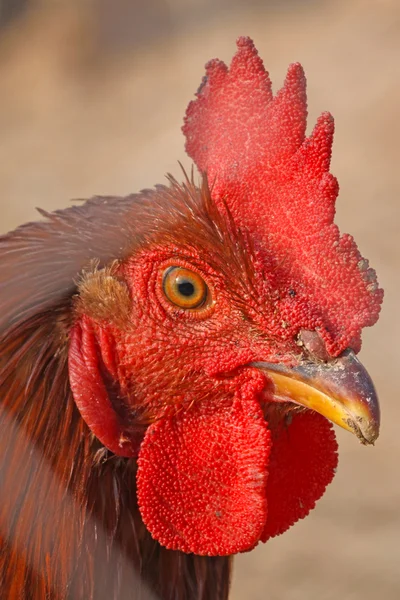 Chicken head — Stock Photo, Image