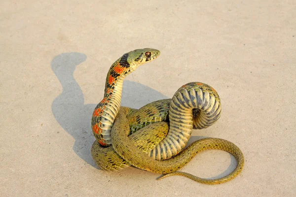 Serpente — Foto Stock