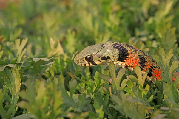 Snake — Stock Photo, Image