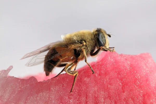 Syrphidae —  Fotos de Stock