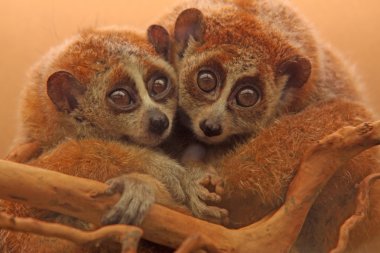 yavaş lorises
