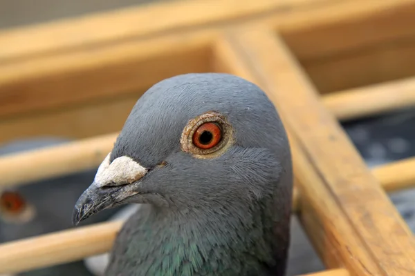 Características de cabeça de pombos em uma jaula — Fotografia de Stock