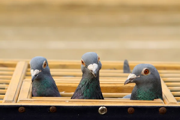 Caratteristiche della testa dei piccioni in una gabbia — Foto Stock