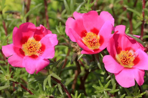 Portulaca pembe çiçekler Wild