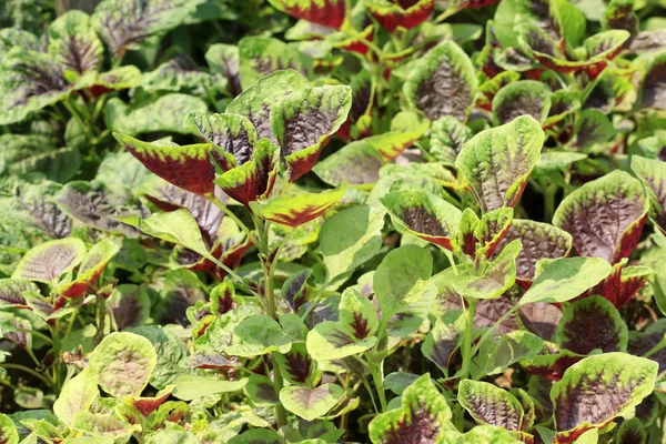 solmayan çiçek bitki sera içinde