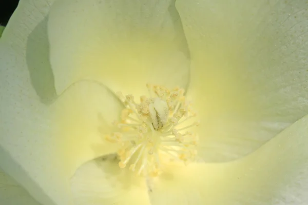 Witte katoenen bloem — Stockfoto