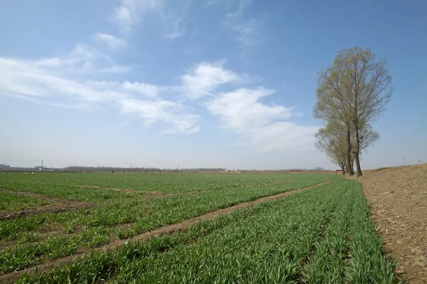 Lonely tree in wheat field — Stock Photo, Image