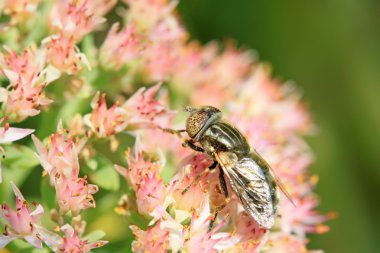 syrphidae incest on flwoer