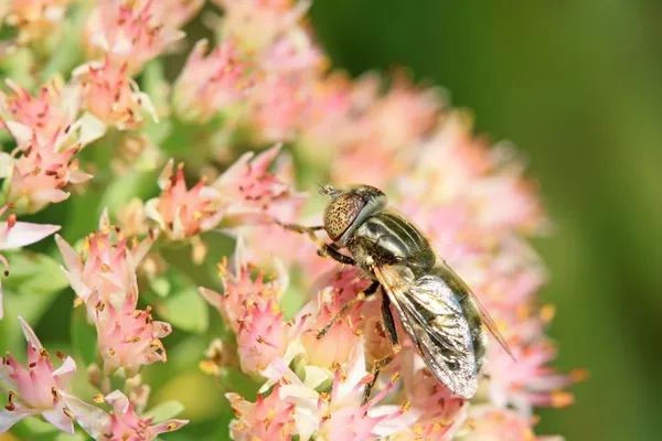 Syrphidae incest on flwoer — Zdjęcie stockowe