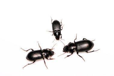 carabidae siyah böcekler