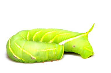 chanis bilin eata walker