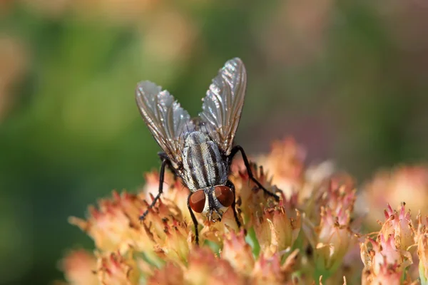 Муха насекомое на цветок — стоковое фото