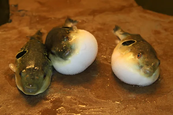 Stomach bouffant puffer fish — Stock Photo, Image