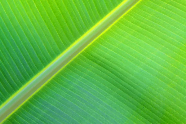 Textura de hoja de plátano — Foto de Stock