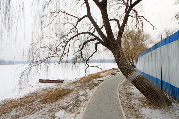 Зимнее дерево в парке — стоковое фото