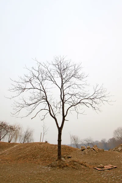 Winter tree in park — Stock Photo, Image