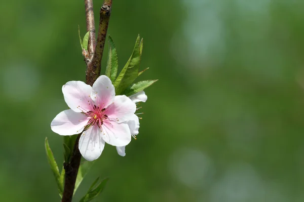 Персиковый цветок на ветке — стоковое фото