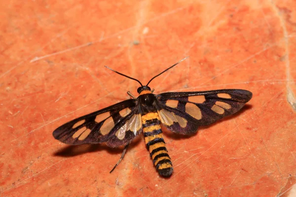 Moth insect, butterfly — Stock Photo, Image