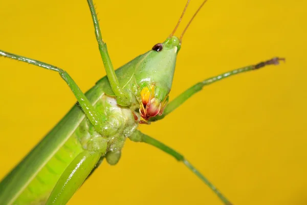 Locust, grasshopper insect — Stock Photo, Image