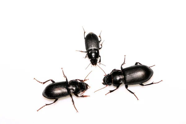 Carabidae schwarze Käfer — Stockfoto