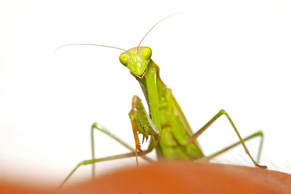 Närbild på en mantis på vit — Stockfoto