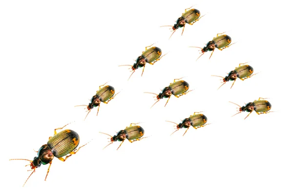 Skupina hmyzu brouci chůzi — Stock fotografie