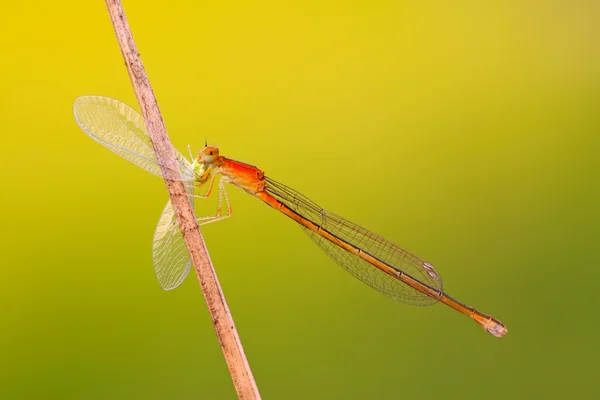 Хищник Damselfly на стебле растения — стоковое фото